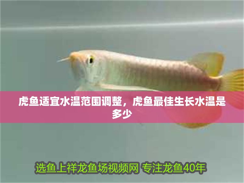 虎魚適宜水溫范圍調整，虎魚最佳生長水溫是多少