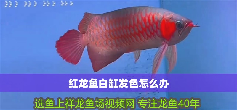 紅龍魚白缸發(fā)色怎么辦