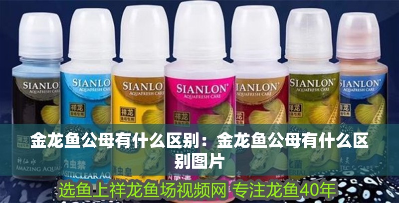 金龍魚公母有什么區別：金龍魚公母有什么區別圖片
