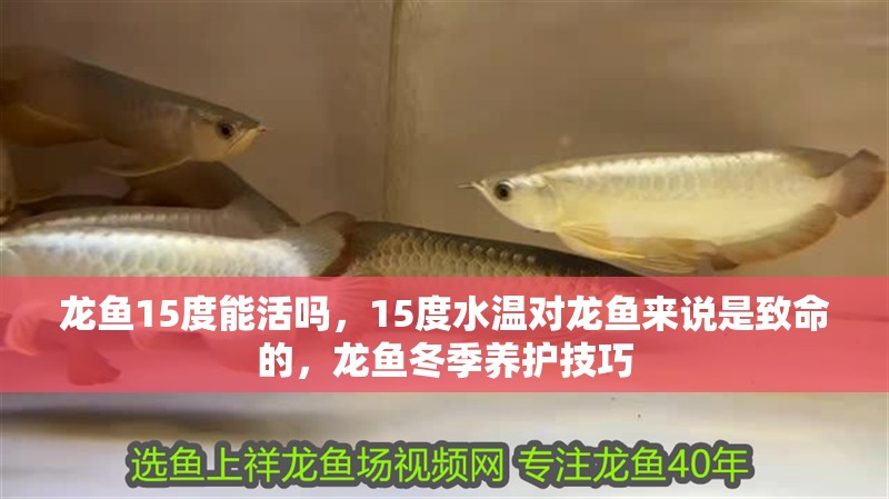 龍魚15度能活嗎,15度水溫對龍魚來說是致命的,龍魚冬季養(yǎng)護(hù)技巧 龍魚百科 第2張 龍魚15度能活嗎,15度水溫對龍魚來說是致命的,龍魚冬季養(yǎng)護(hù)技巧 龍魚15度能活嗎,15度水溫對龍魚來說是致命的,龍魚冬季養(yǎng)護(hù)技巧 龍魚百科 第2張