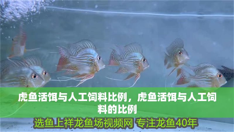 虎魚(yú)活餌與人工飼料比例，虎魚(yú)活餌與人工飼料的比例