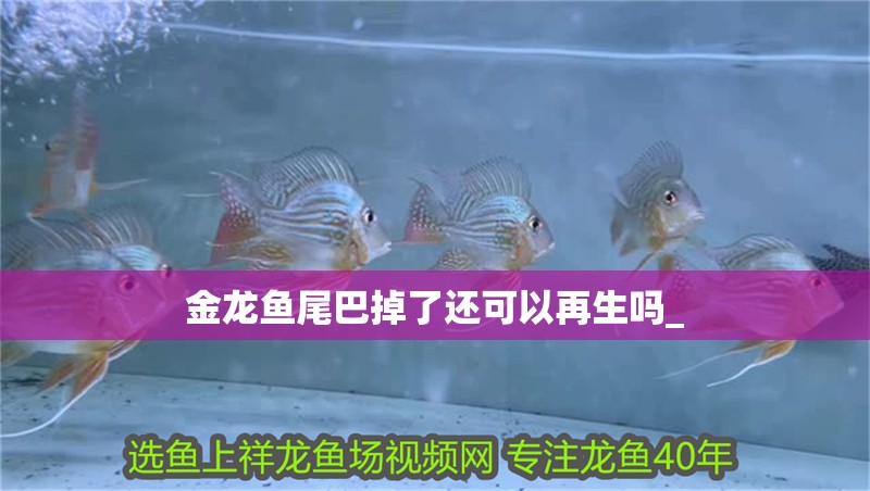 金龍魚尾巴掉了還可以再生嗎_