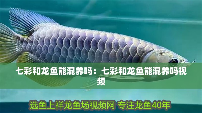 七彩和龍魚能混養嗎：七彩和龍魚能混養嗎視頻