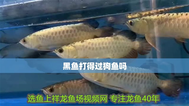 黑魚打得過(guò)狗魚嗎