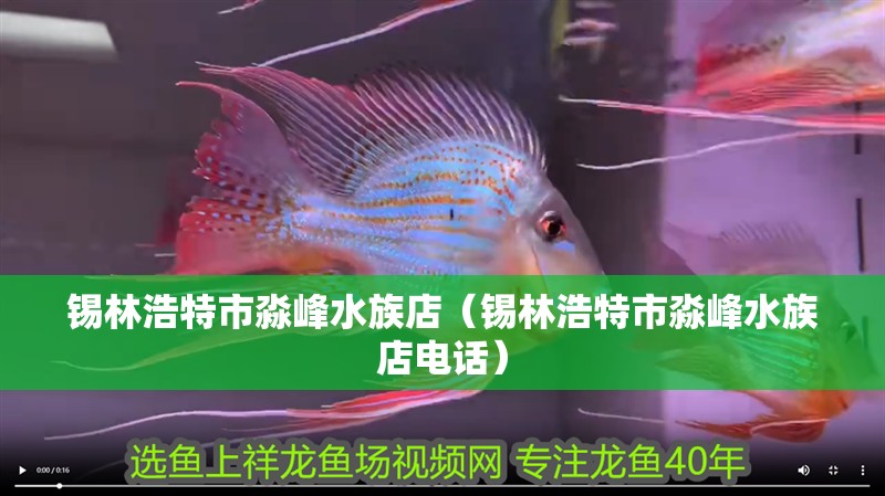 錫林浩特市淼峰水族店（錫林浩特市淼峰水族店電話）
