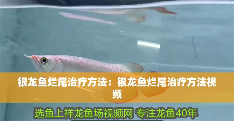 銀龍魚爛尾治療方法:銀龍魚爛尾治療方法視頻 水族問答 銀龍魚爛尾治療方法:銀龍魚爛尾治療方法視頻 銀龍魚爛尾治療方法:銀龍魚爛尾治療方法視頻 水族問答