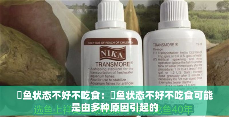 魟魚狀態(tài)不好不吃食：魟魚狀態(tài)不好不吃食可能是由多種原因引起的