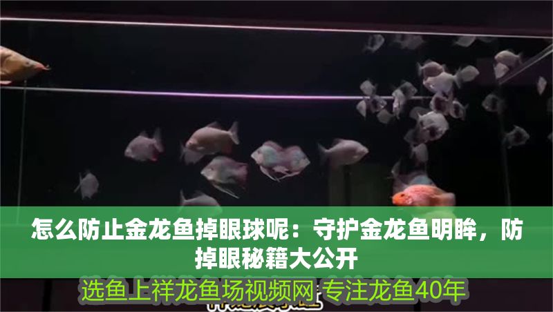 怎么防止金龍魚掉眼球呢：守護金龍魚明眸，防掉眼秘籍大公開