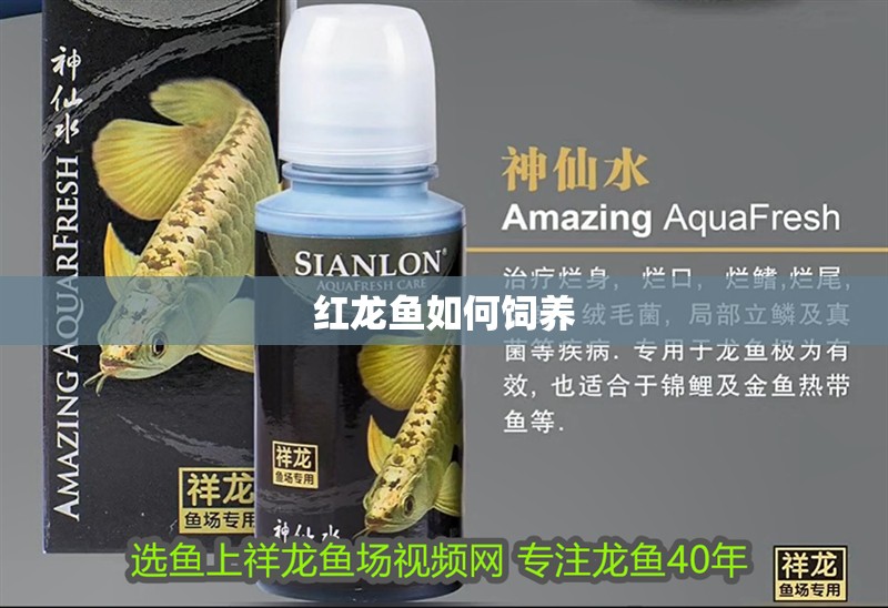 紅龍魚如何飼養 紅龍魚如何飼養 龍魚百科 第1張