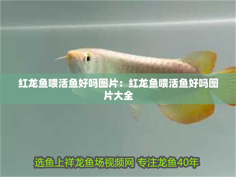 紅龍魚(yú)喂活魚(yú)好嗎圖片：紅龍魚(yú)喂活魚(yú)好嗎圖片大全 紅龍魚(yú)喂活魚(yú)好嗎圖片：紅龍魚(yú)喂活魚(yú)好嗎圖片大全 水族問(wèn)答