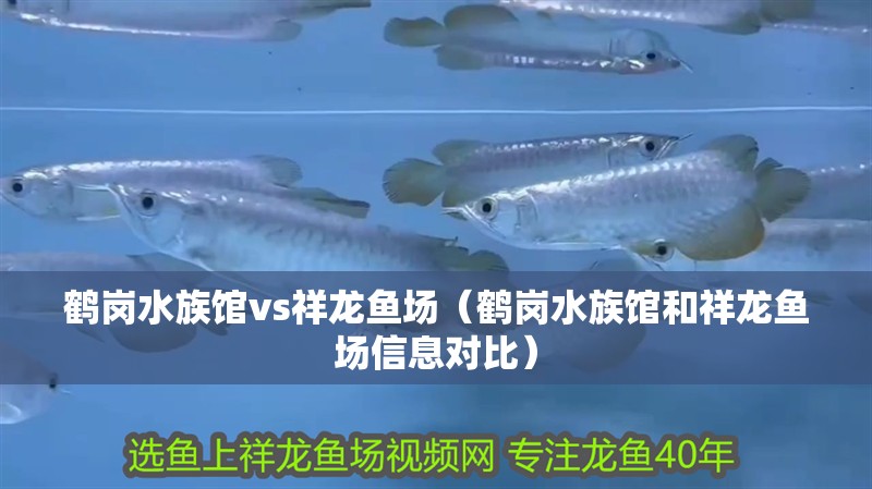 鶴崗水族館vs祥龍魚(yú)場(chǎng)（鶴崗水族館和祥龍魚(yú)場(chǎng)信息對(duì)比）