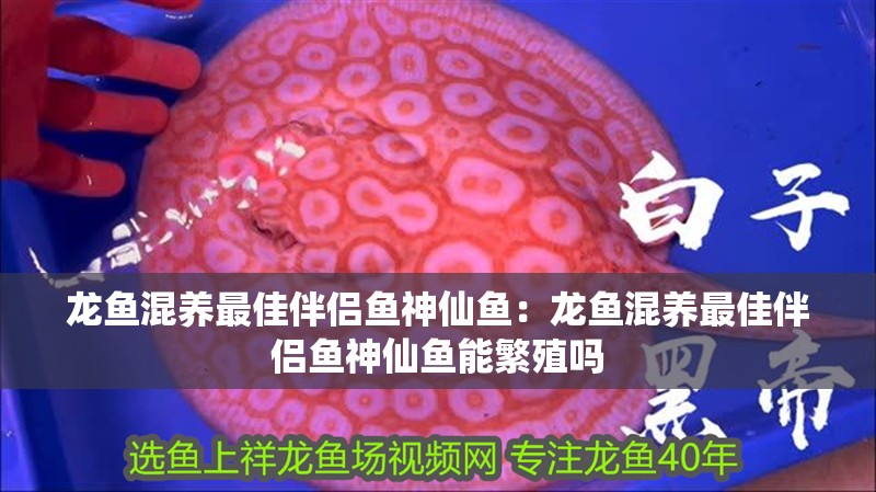 龍魚混養(yǎng)最佳伴侶魚神仙魚：龍魚混養(yǎng)最佳伴侶魚神仙魚能繁殖嗎