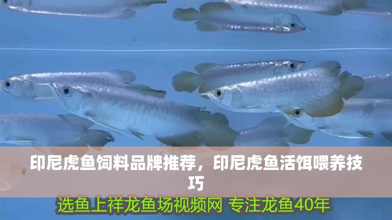 印尼虎魚飼料品牌推薦，印尼虎魚活餌喂養技巧