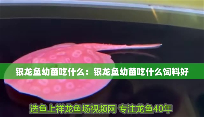 銀龍魚幼苗吃什么：銀龍魚幼苗吃什么飼料好 銀龍魚幼苗吃什么：銀龍魚幼苗吃什么飼料好 水族問答