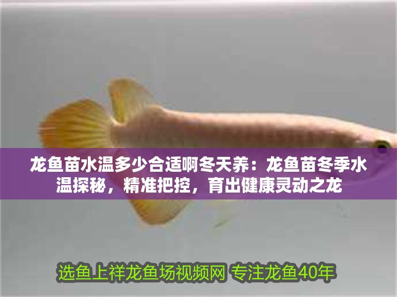 龍魚苗水溫多少合適啊冬天養：龍魚苗冬季水溫探秘，精準把控，育出健康靈動之龍