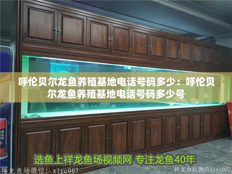 呼倫貝爾龍魚(yú)養(yǎng)殖基地電話號(hào)碼多少：呼倫貝爾龍魚(yú)養(yǎng)殖基地電話號(hào)碼多少號(hào)
