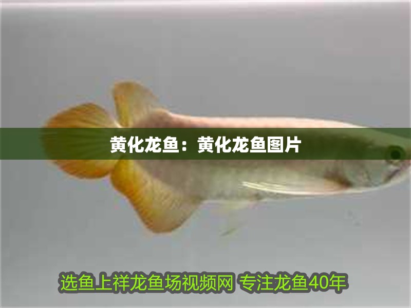 黃化龍魚(yú)：黃化龍魚(yú)圖片