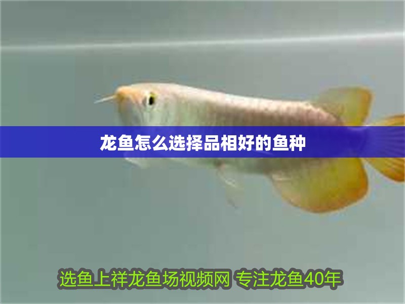 龍魚怎么選擇品相好的魚種