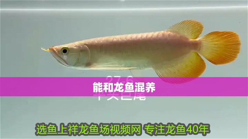 能和龍魚混養