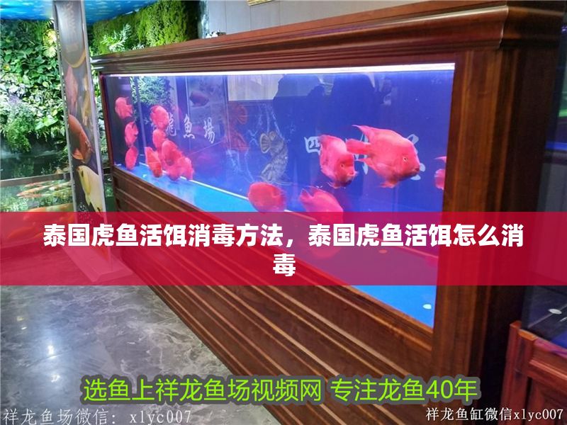 泰國虎魚活餌消毒方法，泰國虎魚活餌怎么消毒