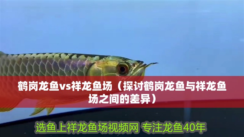 鶴崗龍魚vs祥龍魚場(探討鶴崗龍魚與祥龍魚場之間的差異) 全國水族館企業名錄 第1張 鶴崗龍魚vs祥龍魚場(探討鶴崗龍魚與祥龍魚場之間的差異) 鶴崗龍魚vs祥龍魚場(探討鶴崗龍魚與祥龍魚場之間的差異) 全國水族館企業名錄 第1張