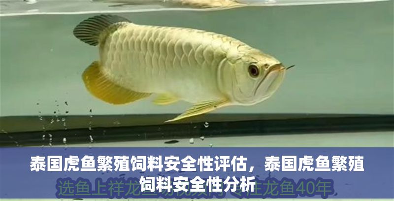 泰國虎魚繁殖飼料安全性評估，泰國虎魚繁殖飼料安全性分析