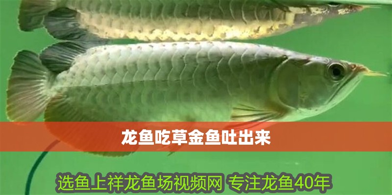 龍魚吃草金魚吐出來 龍魚吃草金魚吐出來 龍魚百科 第2張