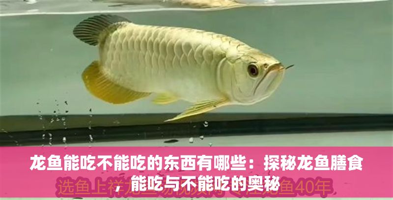 龍魚能吃不能吃的東西有哪些：探秘龍魚膳食，能吃與不能吃的奧秘
