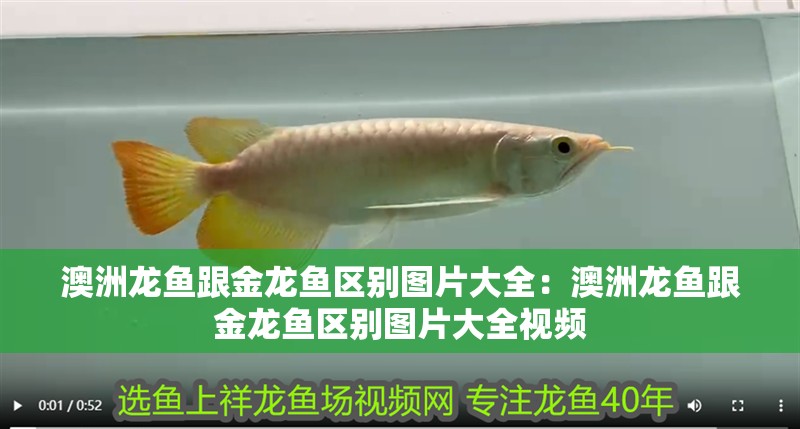 澳洲龍魚跟金龍魚區別圖片大全:澳洲龍魚跟金龍魚區別圖片大全視頻 水族問答 澳洲龍魚跟金龍魚區別圖片大全:澳洲龍魚跟金龍魚區別圖片大全視頻 澳洲龍魚跟金龍魚區別圖片大全:澳洲龍魚跟金龍魚區別圖片大全視頻 水族問答