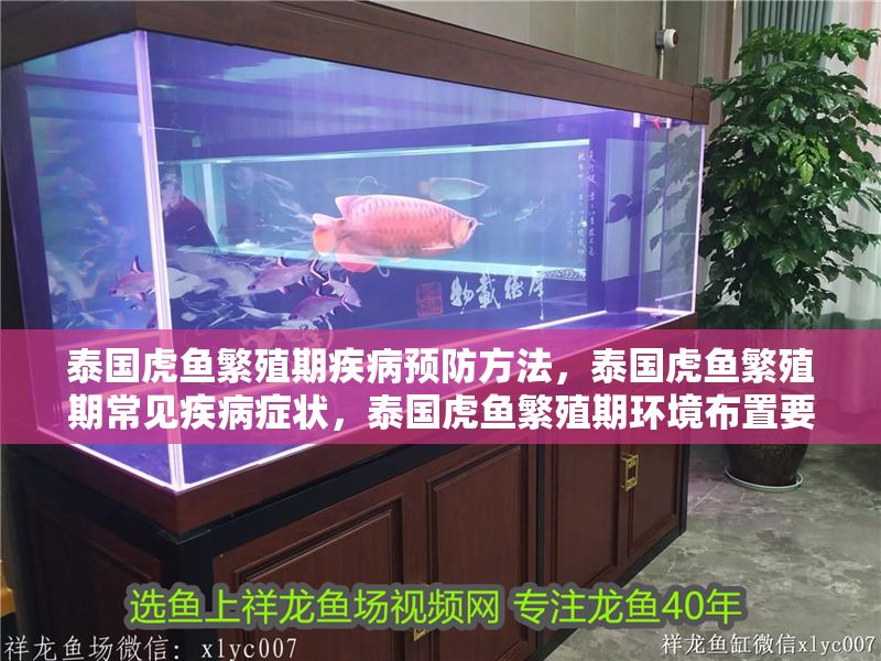 泰國虎魚繁殖期疾病預防方法，泰國虎魚繁殖期常見疾病癥狀，泰國虎魚繁殖期環境布置要點