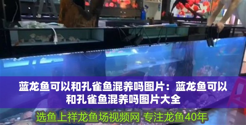 藍(lán)龍魚可以和孔雀魚混養(yǎng)嗎圖片：藍(lán)龍魚可以和孔雀魚混養(yǎng)嗎圖片大全