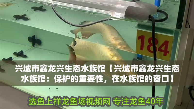 興城市鑫龍興生態水族館【興城市鑫龍興生態水族館：保護的重要性，在水族館的窗口】