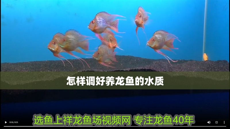 怎樣調好養龍魚的水質