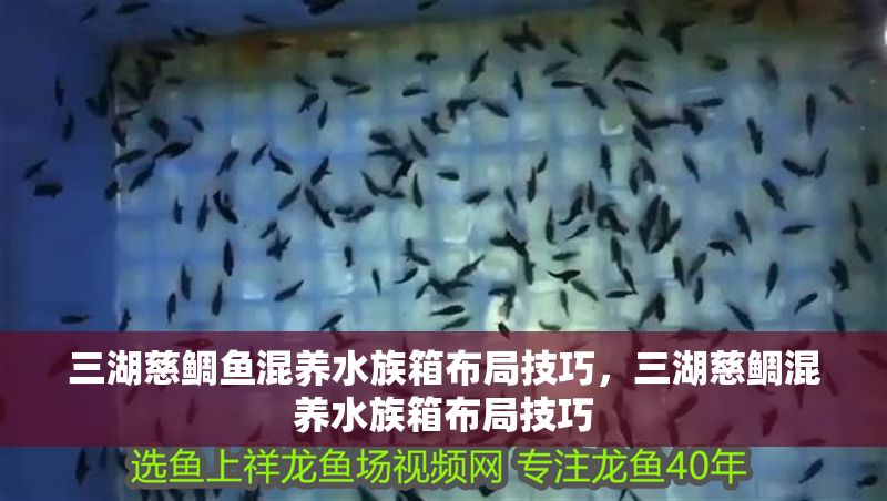 三湖慈鯛魚(yú)混養(yǎng)水族箱布局技巧，三湖慈鯛混養(yǎng)水族箱布局技巧 三湖慈鯛魚(yú)混養(yǎng)水族箱布局技巧，三湖慈鯛混養(yǎng)水族箱布局技巧 虎魚(yú)百科 第1張