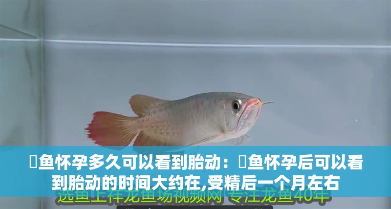 魟魚懷孕多久可以看到胎動：魟魚懷孕后可以看到胎動的時間大約在,受精后一個月左右