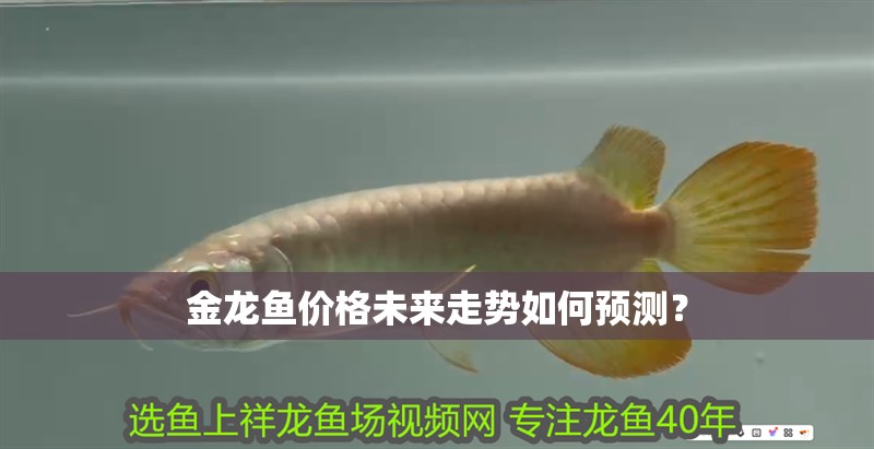 金龍魚價(jià)格未來走勢如何預(yù)測？