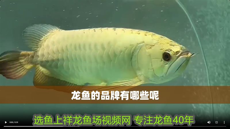 龍魚的品牌有哪些呢