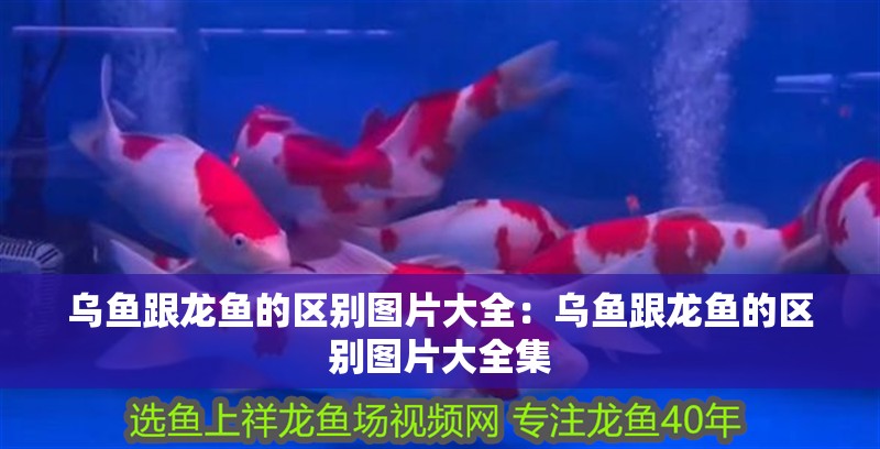烏魚跟龍魚的區別圖片大全：烏魚跟龍魚的區別圖片大全集