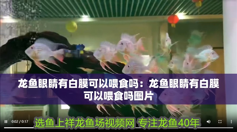 龍魚眼睛有白膜可以喂食嗎：龍魚眼睛有白膜可以喂食嗎圖片