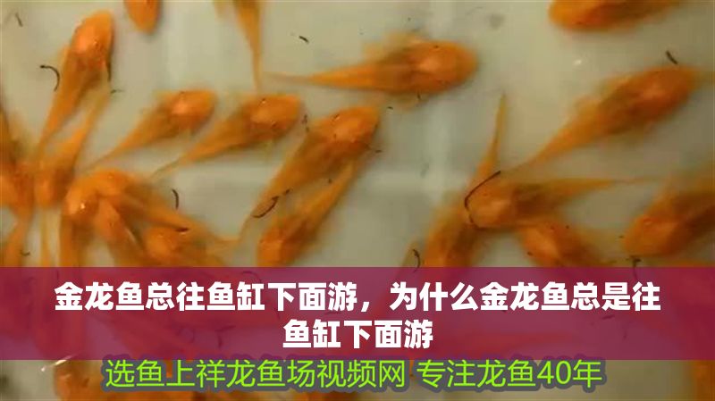 金龍魚(yú)總往魚(yú)缸下面游，為什么金龍魚(yú)總是往魚(yú)缸下面游 金龍魚(yú)總往魚(yú)缸下面游，為什么金龍魚(yú)總是往魚(yú)缸下面游 魚(yú)缸百科 第2張