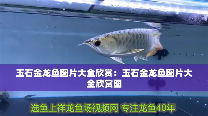 玉石金龍魚圖片大全欣賞：玉石金龍魚圖片大全欣賞圖