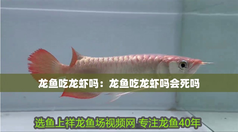 龍魚吃龍蝦嗎：龍魚吃龍蝦嗎會(huì)死嗎