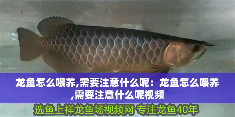 龍魚怎么喂養(yǎng),需要注意什么呢：龍魚怎么喂養(yǎng),需要注意什么呢視頻