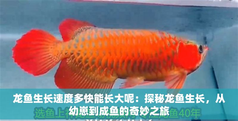 龍魚生長速度多快能長大呢：探秘龍魚生長，從幼崽到成魚的奇妙之旅