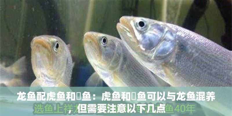 龍魚配虎魚和魟魚：虎魚和魟魚可以與龍魚混養，但需要注意以下幾點