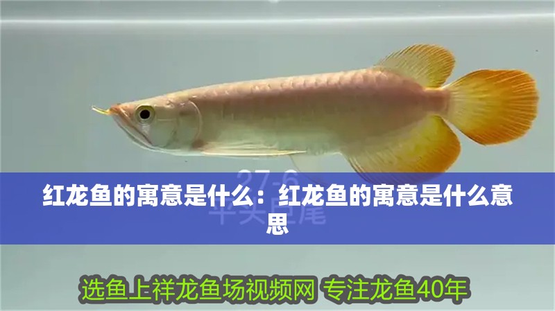 紅龍魚的寓意是什么：紅龍魚的寓意是什么意思