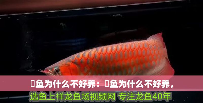 魟魚為什么不好養：魟魚為什么不好養，