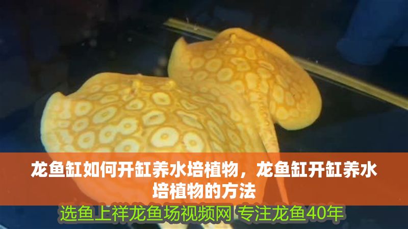 龍魚缸如何開缸養水培植物，龍魚缸開缸養水培植物的方法