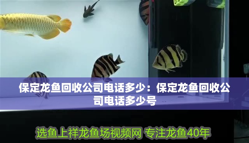 <strong><mark>保定</mark></strong>龍魚回收公司電話多少：<strong><mark>保定</mark></strong>龍魚回收公司電話多少號