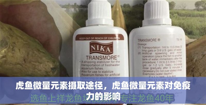 虎魚微量元素攝取途徑，虎魚微量元素對免疫力的影響